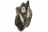 Fossil Goniatite & Orthoceras Sculpture - Morocco #111025-1